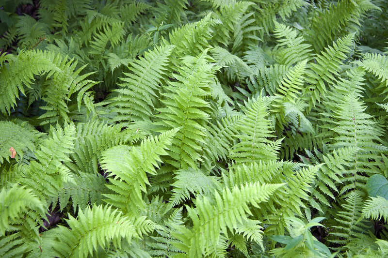 Welke planten en struiken kunnen goed in de schaduw staan