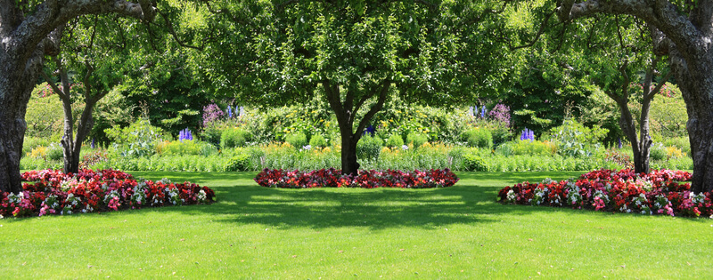 Welke planten kunnen goed in de schaduw staan