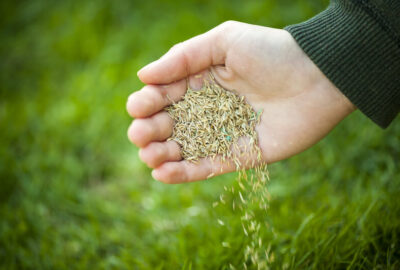 Graszaad planten